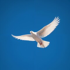 Obraz premium White-feathered pigeon soaring gracefully through theblue sky 