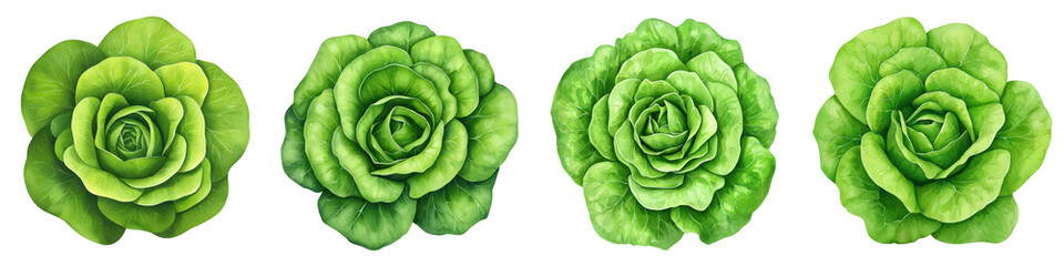 Fototapeta premium Four Varieties of Fresh Green Lettuce for Culinary Use and Decoration