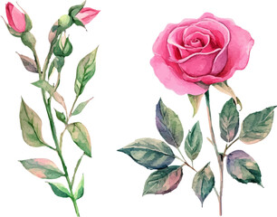 Obraz premium vector illustration of roses