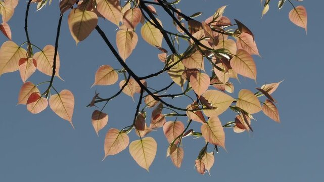Pipal tree banyan sprout new leaves and shoots during the leaf-shedding period.