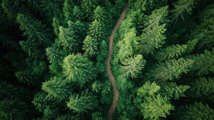Fototapeta premium A forest hiking trail cutting through a dense canopy of evergreens, aerial view.