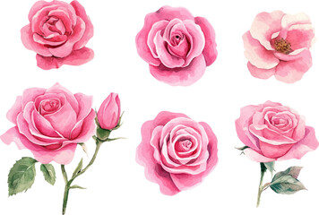 pink roses on white background