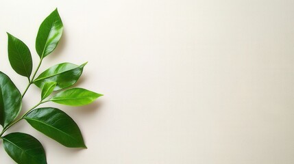 Obraz premium Vibrant potted plant displayed on a wall adding a touch of nature and style to indoor living space