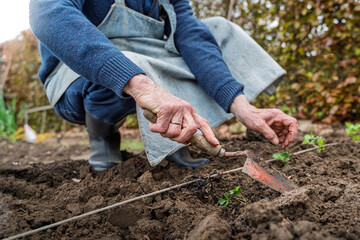 Senior man gardening with hoe planting vegetables in rural garden