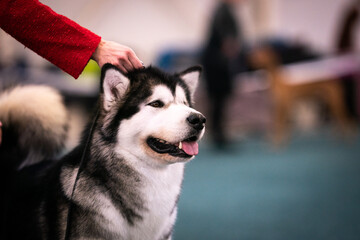 alaskan malamute dog show in the ring