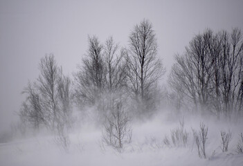 Snowstorm in the winter forest
