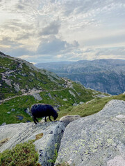 Sheep grazing on the Kjerag trail in Norway, scenic mountain landscape