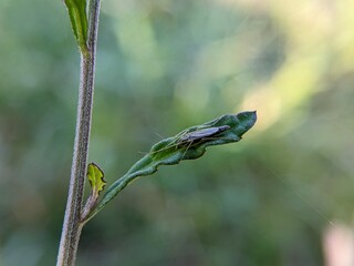 Small Gray Insect: Heteroptera on Leaf
