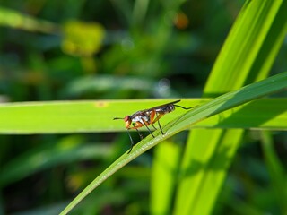 Scathophagidae Fly: Red-Legged Insect on Green Leaf