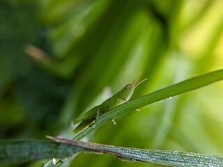 Green Grasshopper on Dewy Leaf: Morning in Nature
