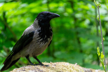 Hooded crow perched on a mossy surface surrounded by lush green foliage in a tranquil forest setting