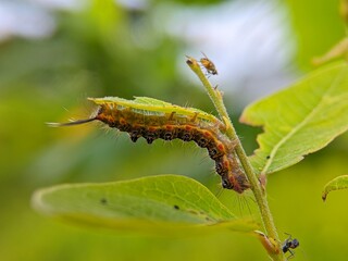 Colorful Caterpillar: Macro Shot on Green Stem