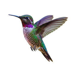 Fototapeta premium hummingbird PNG images with transparent background 