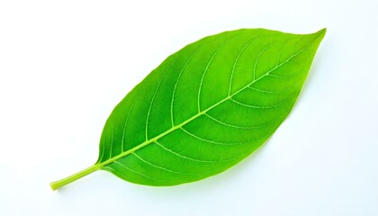 Obraz premium A close-up studio shot of a single, vibrant green leaf against a stark white background
