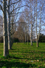 Park of Muggio, Monza province, Italy, in March