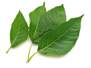 Obraz premium Kratom Tree: Green Leaves - Herbal Medicine for Diabetes and Nature's Healing Plant