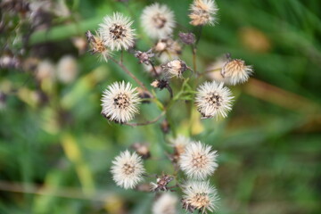 wildflowers in autumn
