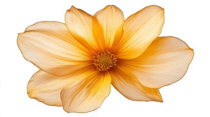 Pale Golden Flower Close Up Delicate Petals and Detailed Center on White