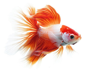 Beautiful goldfish with vibrant orange and white fins swimming gracefully. This stunning aquatic creature showcases intricate fin patterns and lively demeanor, making it captivating subject for