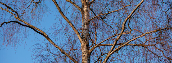 tree branches against blue sky