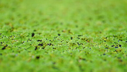 Close up of duckweed floating on water surface with selective focus.