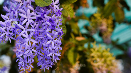 petrea volubilis, purple wreath background on green leaves