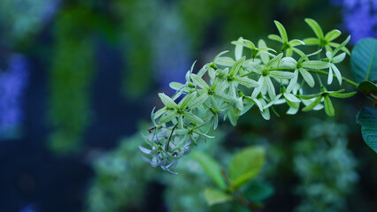 petrea volubilis, purple wreath background on green leaves © Tyada_Nam