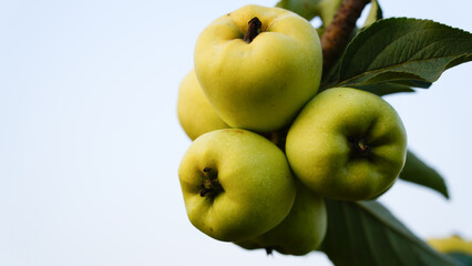 Ripe green apples on the tree. Apples grown in Thailand.		