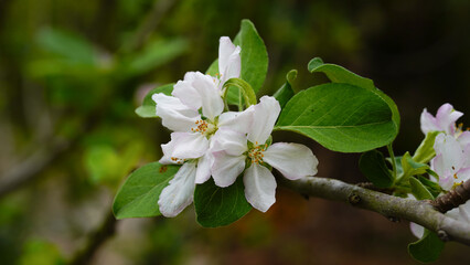 Pink and white apple blossom flowers on tree in springtime