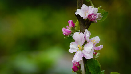 Pink and white apple blossom flowers on tree in springtime