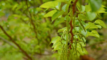 Mulberry tree. Green long fruits mulberries on the branch.