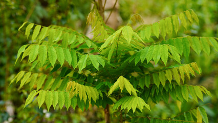 Green leaves tree star gooseberry Phyllanthus acidus Skeels Euphorbiaceae