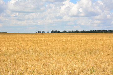 A vast golden wheat field under a blue sky filled with fluffy white clouds
