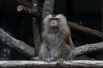 Wildlife Concept, vervet monkey (Chlorocebus pygerythrus)