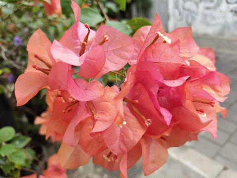 Bougainvillea flowers treat digestive problems, such as diarrhea, stomach acid, or stomach ache - Powered by Adobe