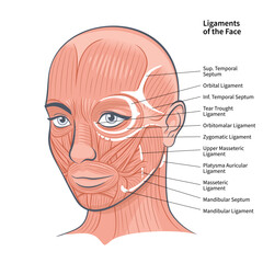 The Functional Anatomy of the Woman Face Ligaments Muscles Scheme Portrait Vector Illustration