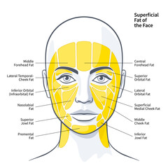 The Functional Anatomy of the Superficial Fat Compartments of the Face vector illustration