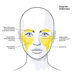 The Functional Anatomy of the Deep Fat Compartments of the Face illustration
