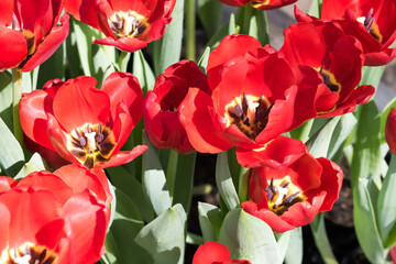 Beautiful blooming tulips in the park.