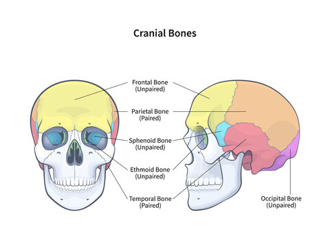 Cranial bones with side and front view of human skull outline diagram. Skeletal anatomy with labeled educational medical scheme illustration