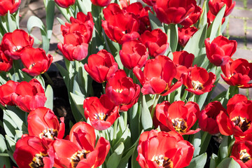 Beautiful blooming tulips in the park.