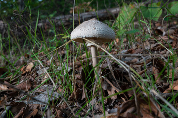 Macrolepiota procera, the parasol mushroom on forest floor