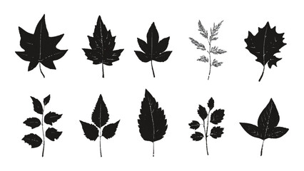 A collection black silhouettes of different types of leaves. Black different tree leaves isolated on white background. 