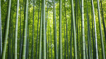 Fototapeta premium Vibrant Green Bamboo Forest Under Sunlight