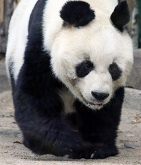 Fototapeta premium Panda Baobao