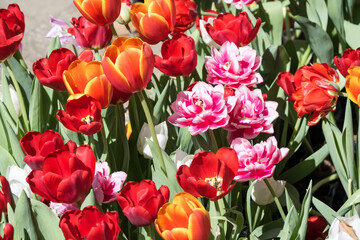 Beautiful blooming tulips in the park.