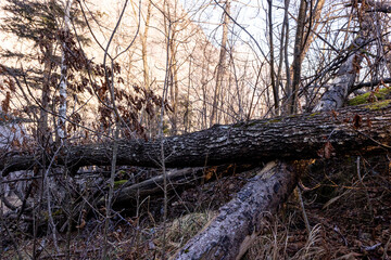 Nature Landscape: Fallen Trees in Forest Setting