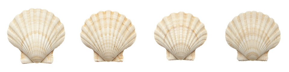 Large Seashell, Cut Out Set