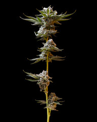 cannabis flower