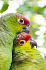 Paradiesvögel